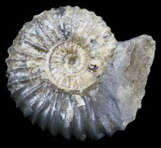 Acanthohoplites Ammonite Fossil - Caucasus, Russia #30089